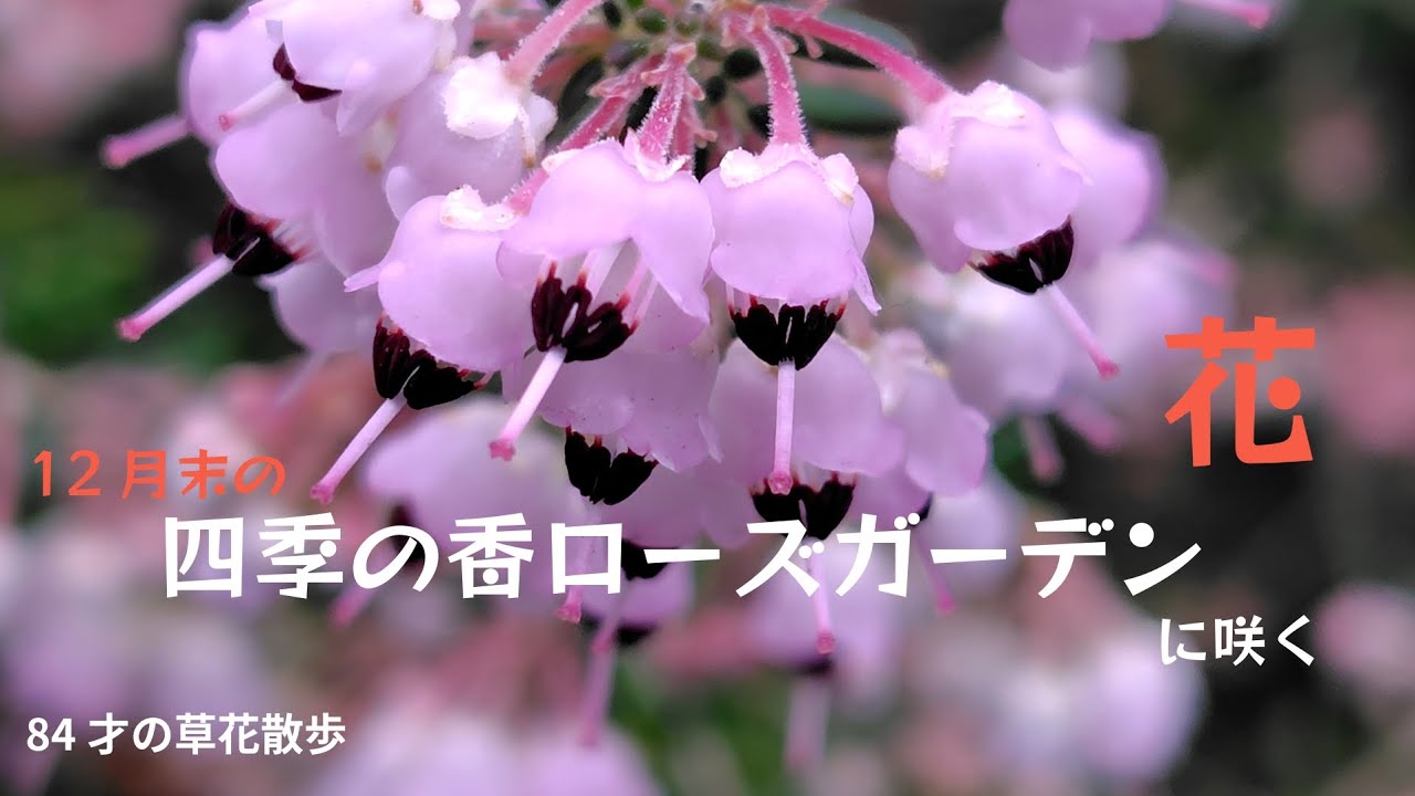 寒さの中の可愛い花。2025年末の練馬区立「四季の香ローズガーデン」に咲く花。2025.12.27撮影