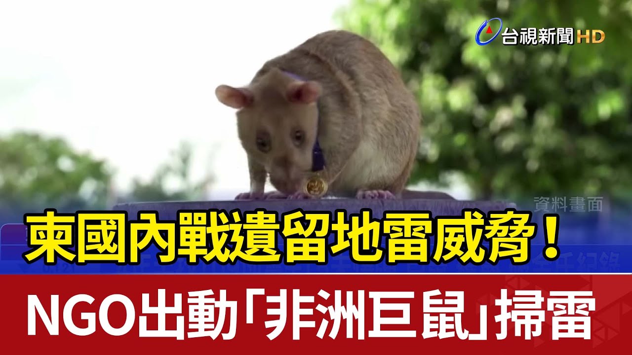 柬國內戰遺留地雷威脅！ NGO出動「非洲巨鼠」掃雷