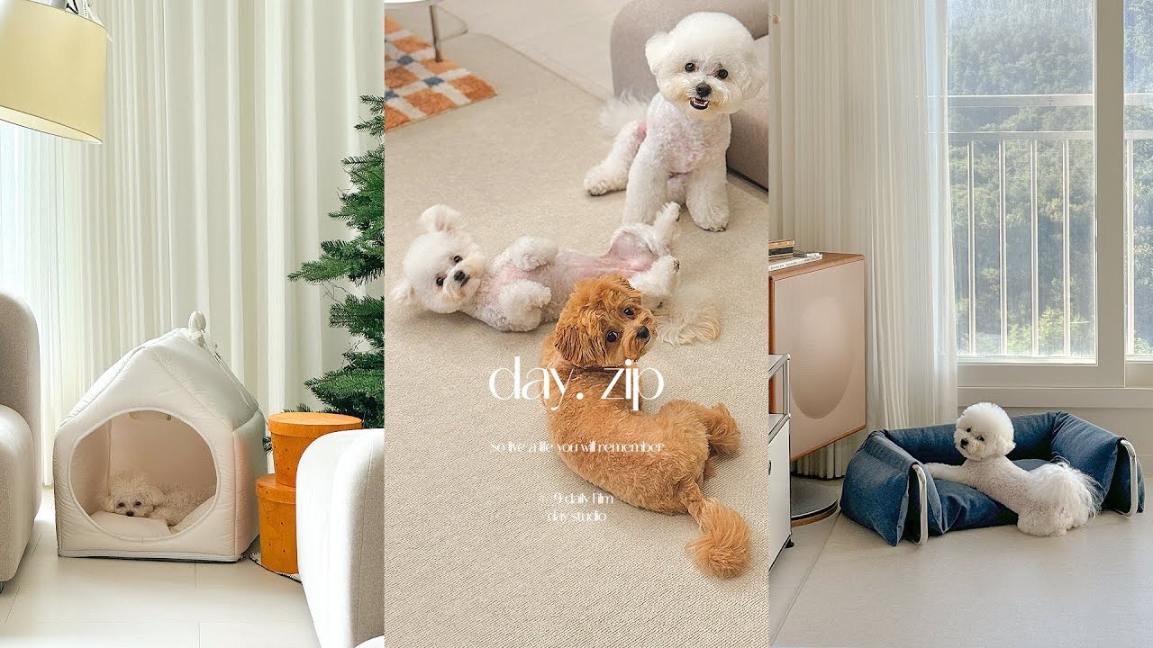 🐶Pet terior 🛋️ 내돈내산 펫테리어 정착템 가슴으로 낳아 지갑으로 키우는 다둥이네 가심비 반려용품 리빙 추천템 #펫테리어#룸투어