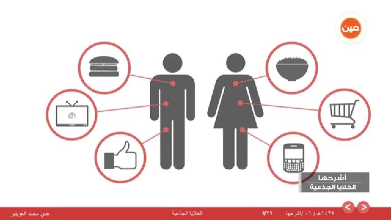 اشرحها | الخلايا الجذعية