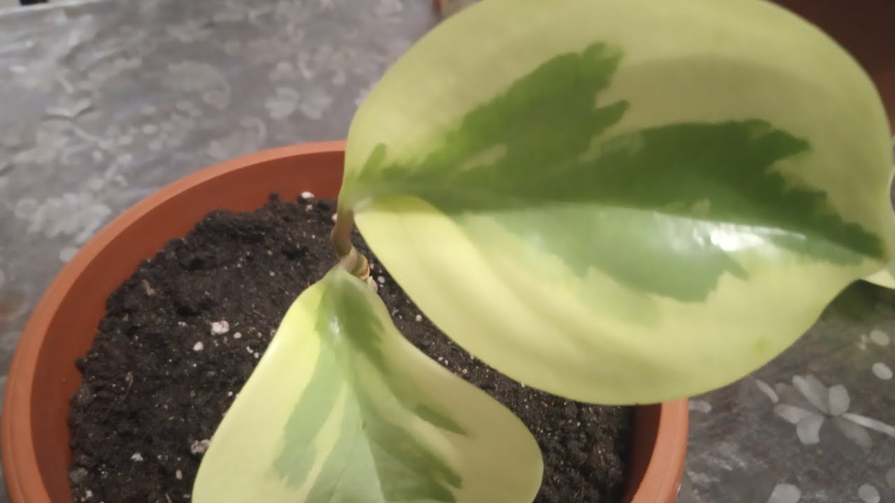 🌱Пеперомия.Посадка,уход,черенкование,обрезка.