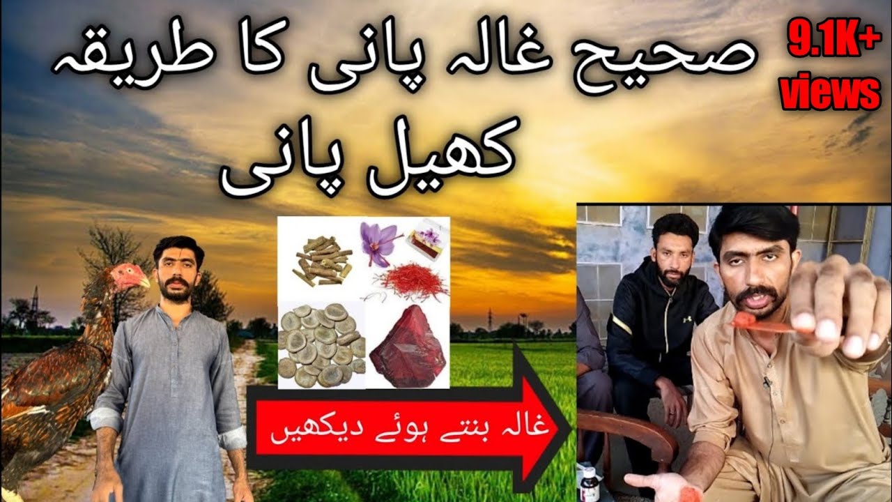 how to we make gaala pani|gaala pani /kheel pani kessy banaen| best gaala pani for aseels
