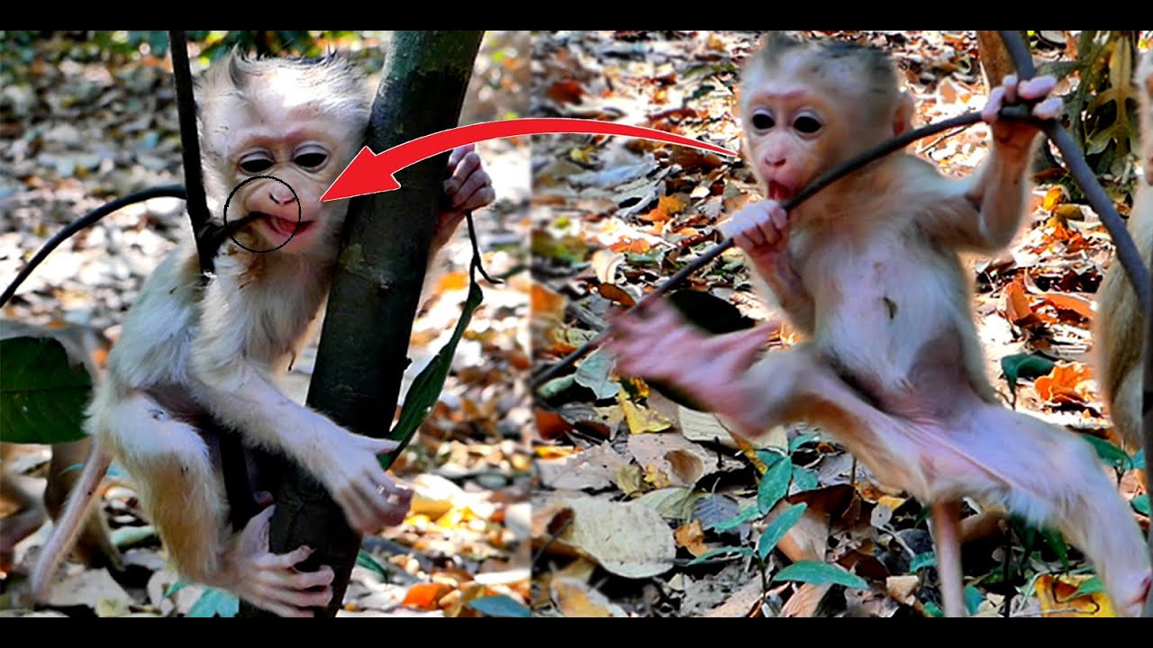OMG...! Baby monkey  Moly in danger. Because her mother did not care. Why does her mother not care?