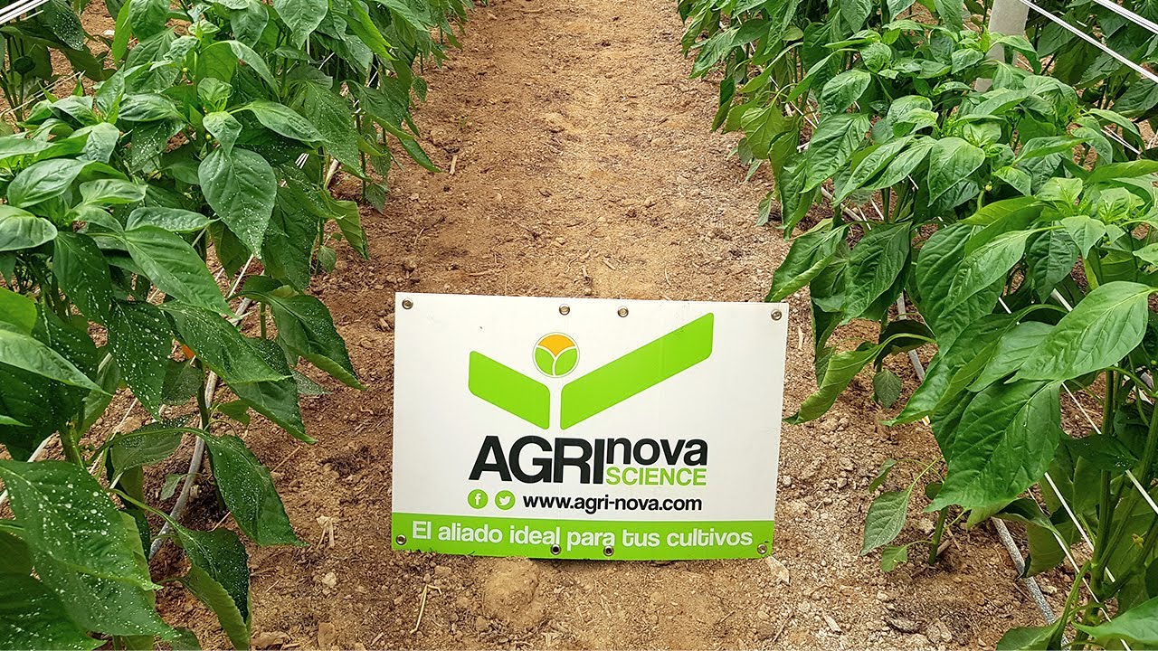 Charla sobre el cultivo de pimiento AGRI nova Science