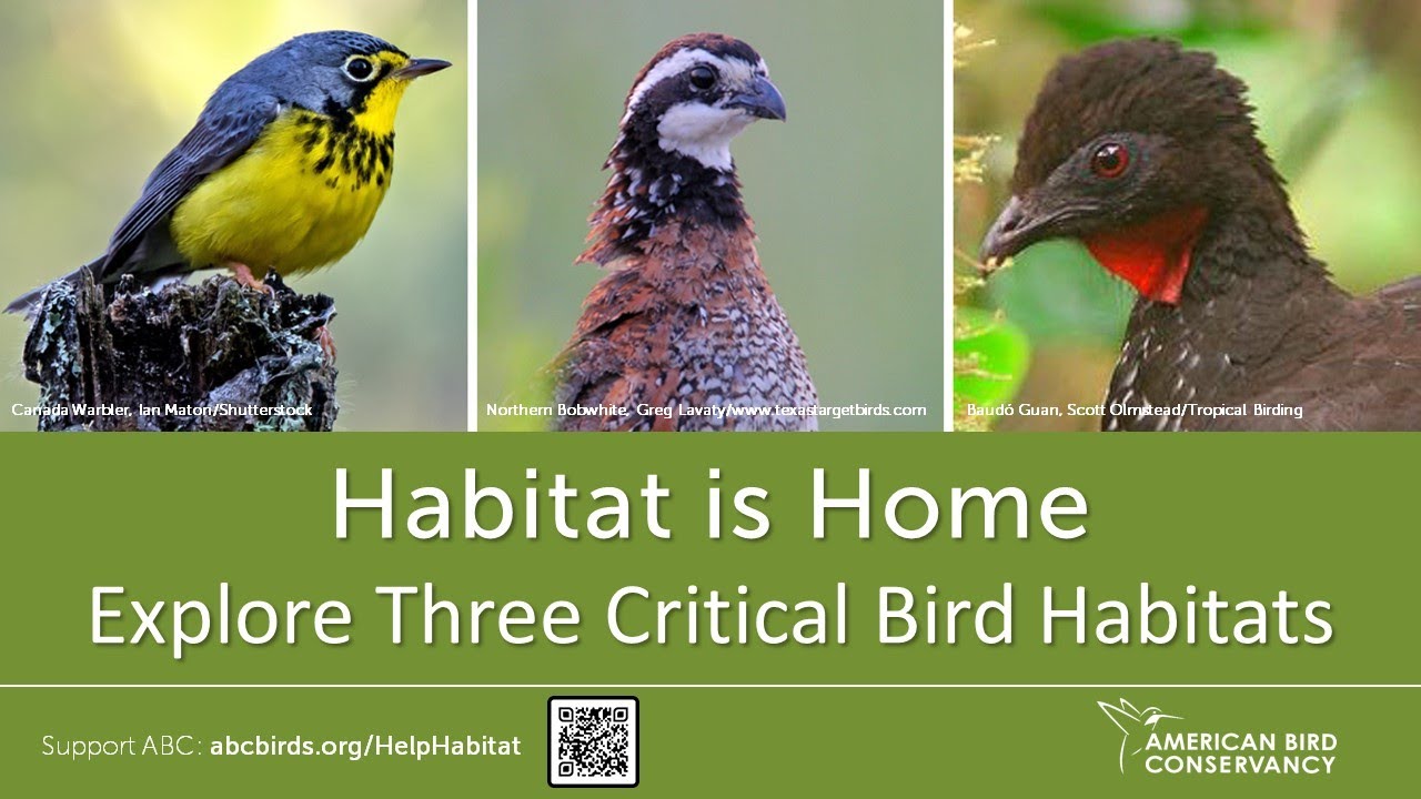 Habitat is Home: Explore Three Critical Bird Habitats | ABC Webinar