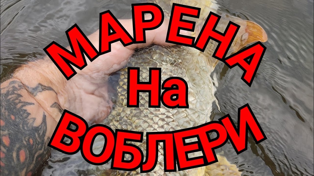 Ловля МАРЕНИ на ВОБЛЕРИ