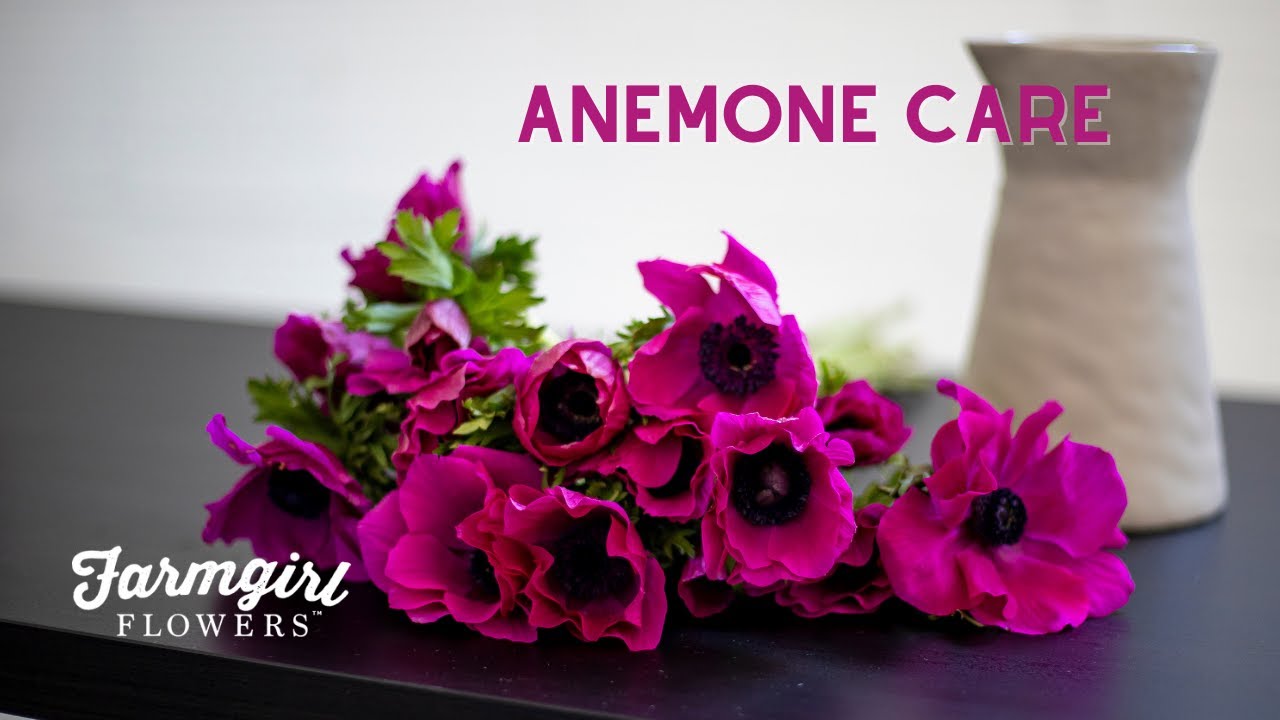 Anemone Care - Farmgirl Flowers