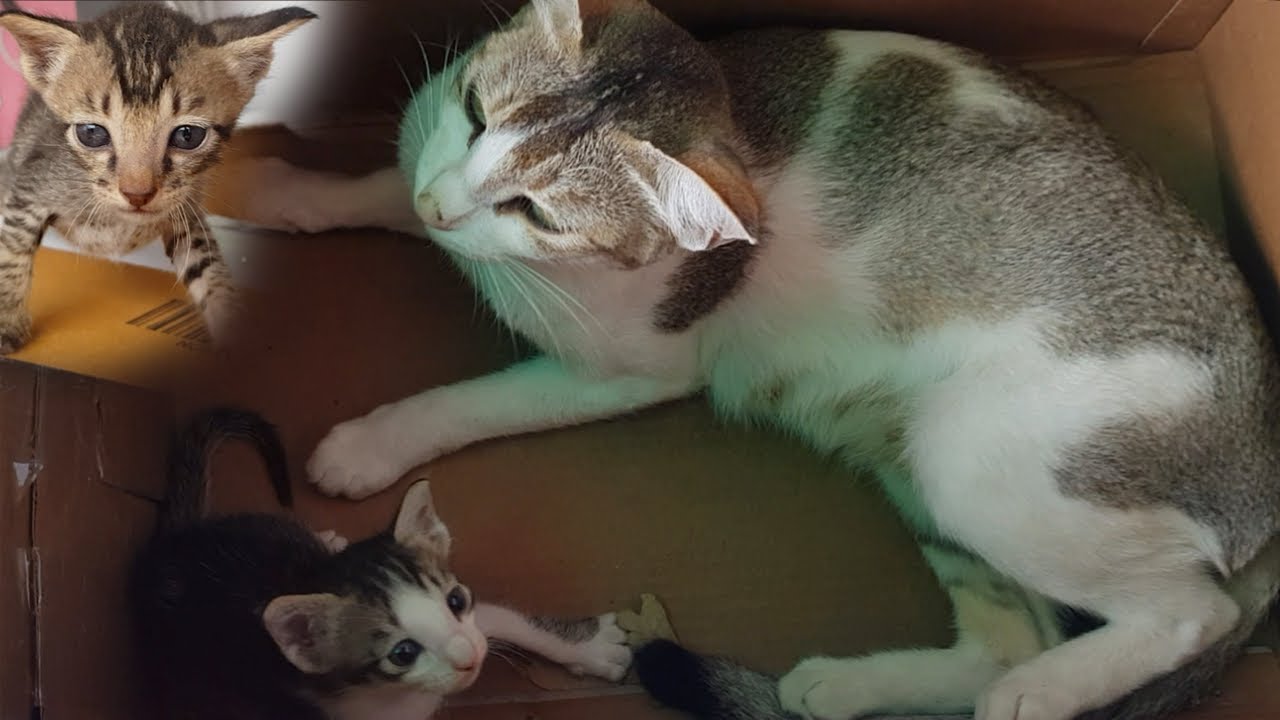 Indian Street Cat with Three New Born Kittens - Cute Cat babies with Mother Cat #cat #kittens