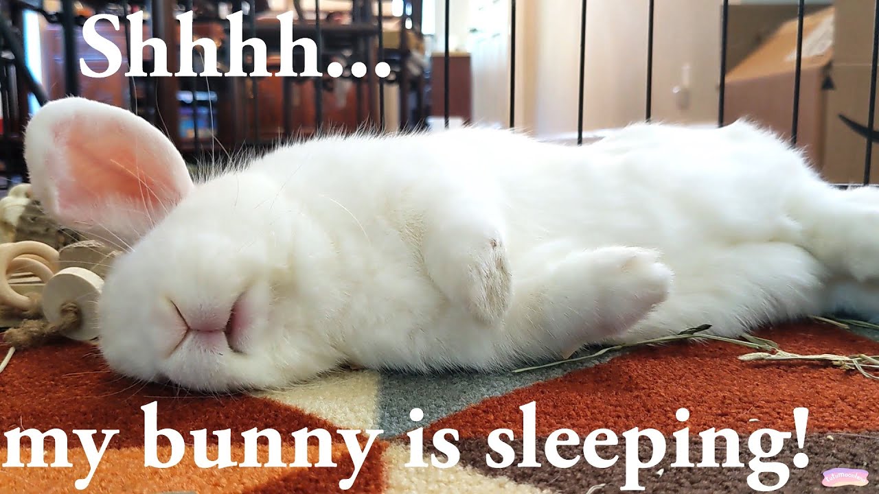 Fun Facts of Cute Sleeping Bunny!! Position Meanings? Daytime Sleepers?