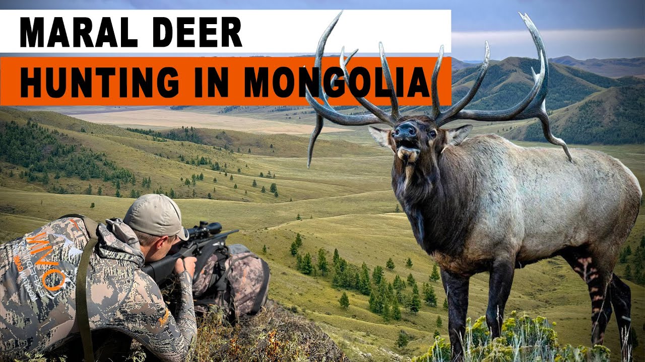 MARAL DEER HUNTING - CHASSE EN MONGOLIE