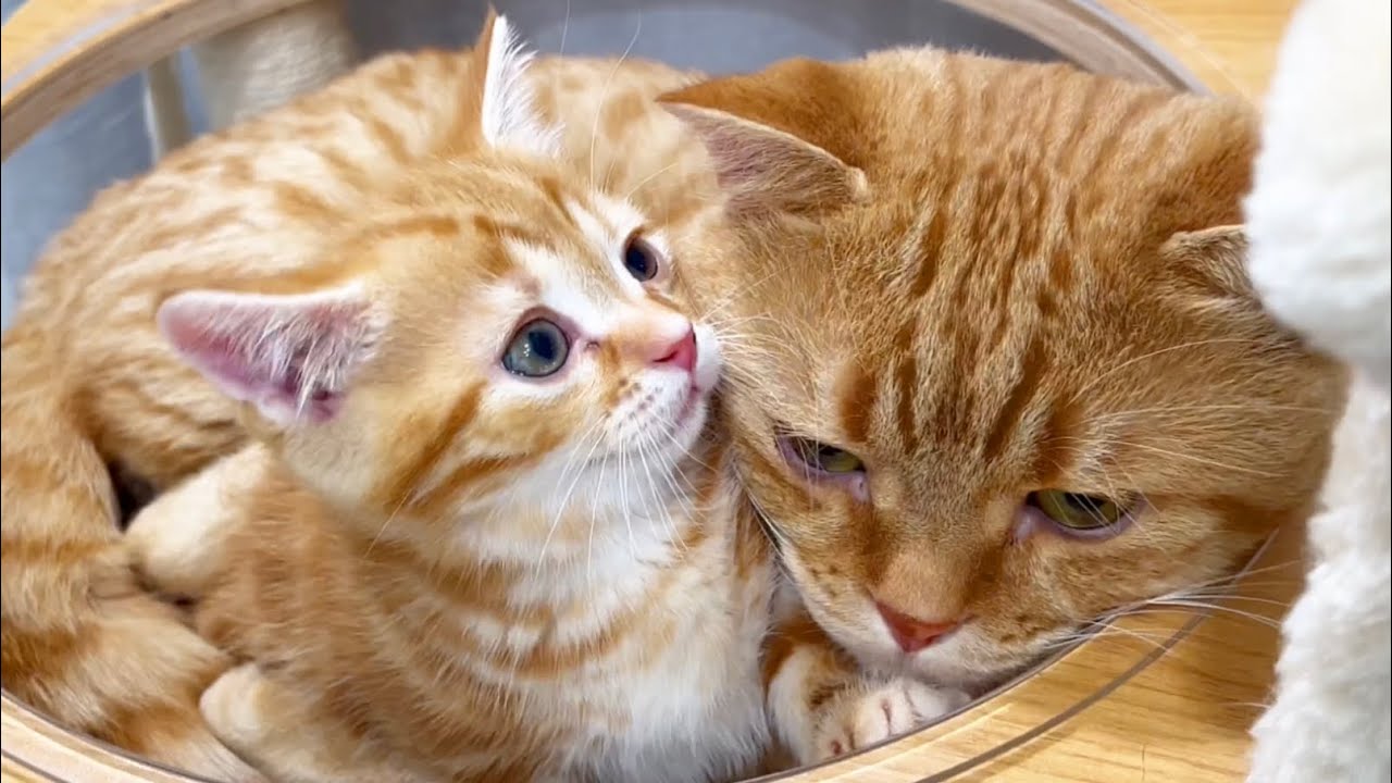 次から次へと子猫を大好き大好きする茶々パパがすごすぎる💓
