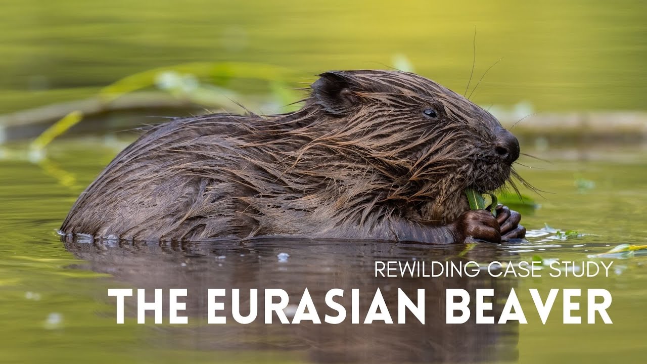 Rewilding Case Study - The Eurasian Beaver