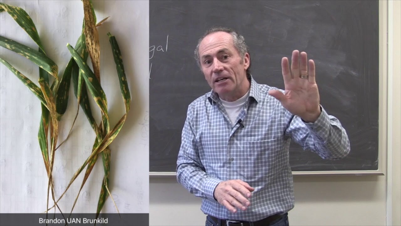 Wheat School -  Dissolve Urea