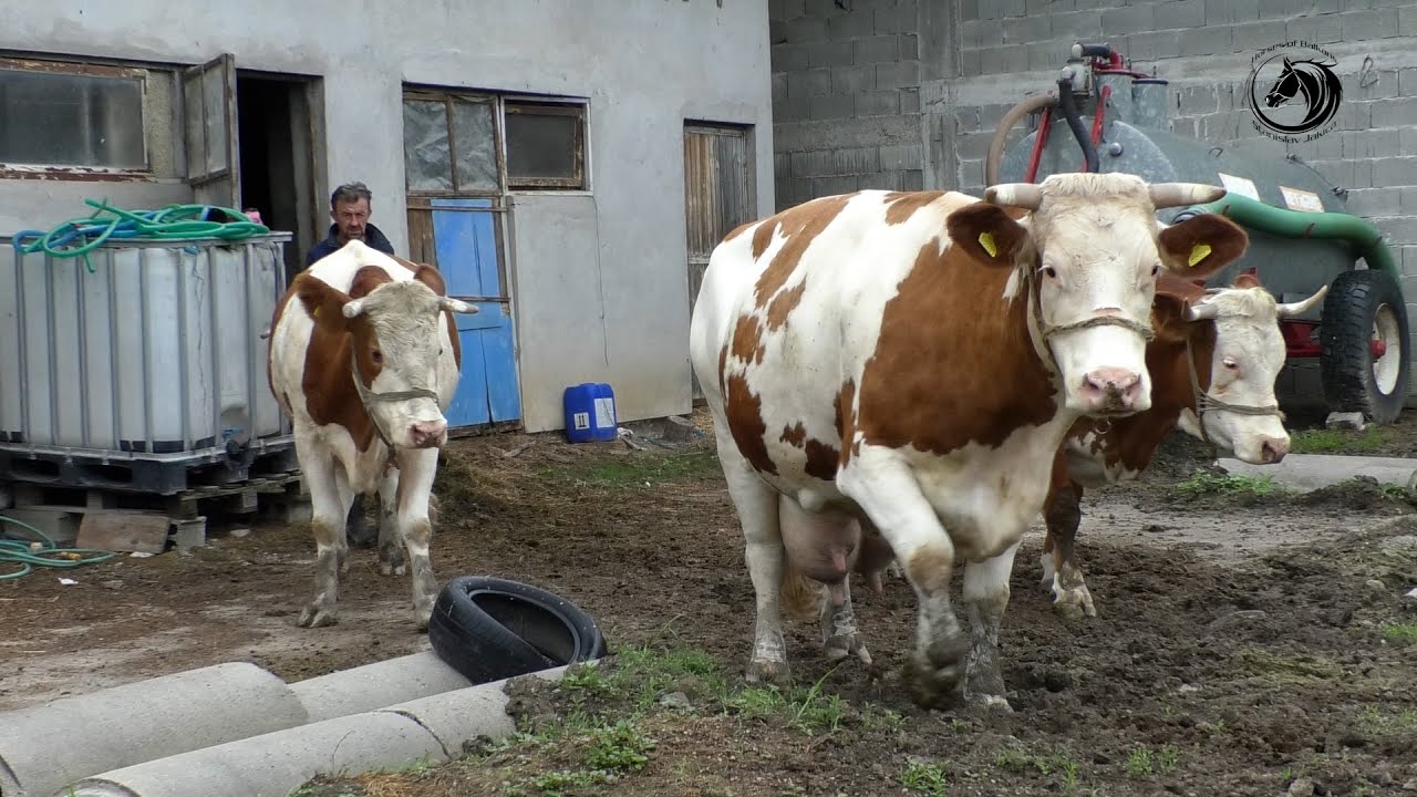 -FARMA ČEŠKOG SIMENTALCA PORODICE PODUNAVAC U IVANJSKOJ NA UNI -