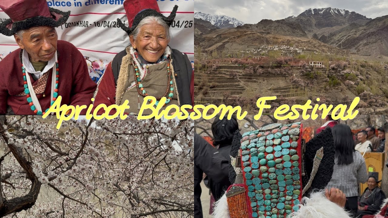 Apricot Blossom Festival Ladakh🌸 #ladakh #youtube #explore #fyp