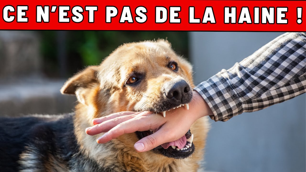 CHOQUANT : Si ton chien te mord la main, voici ce que ça signifie vraiment