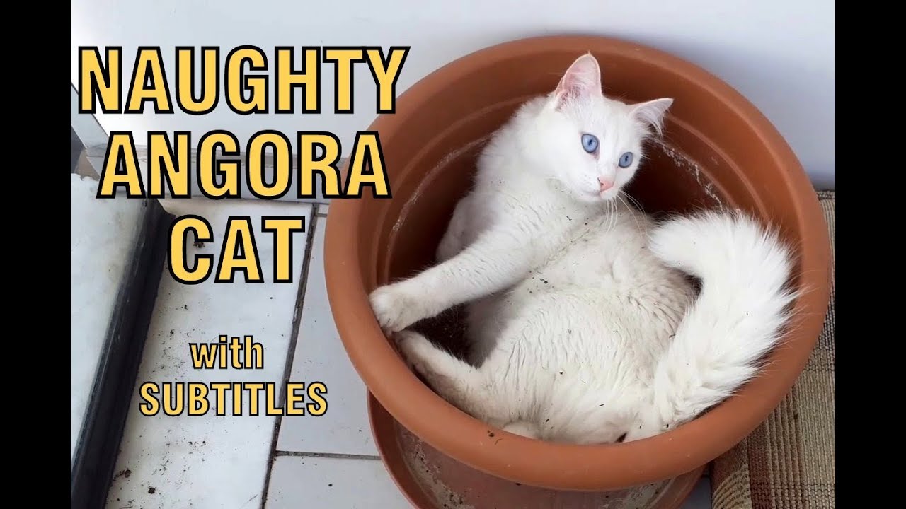 Непослушная ангорская кошка Дженнефер спит в вазоне.