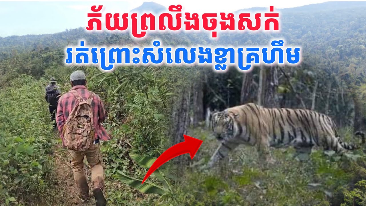 កំពុងតែថតៗខ្លាគ្រហឹមរត់ពេញព្រៃព្រលឹងចេញស៊ីព្រលិត