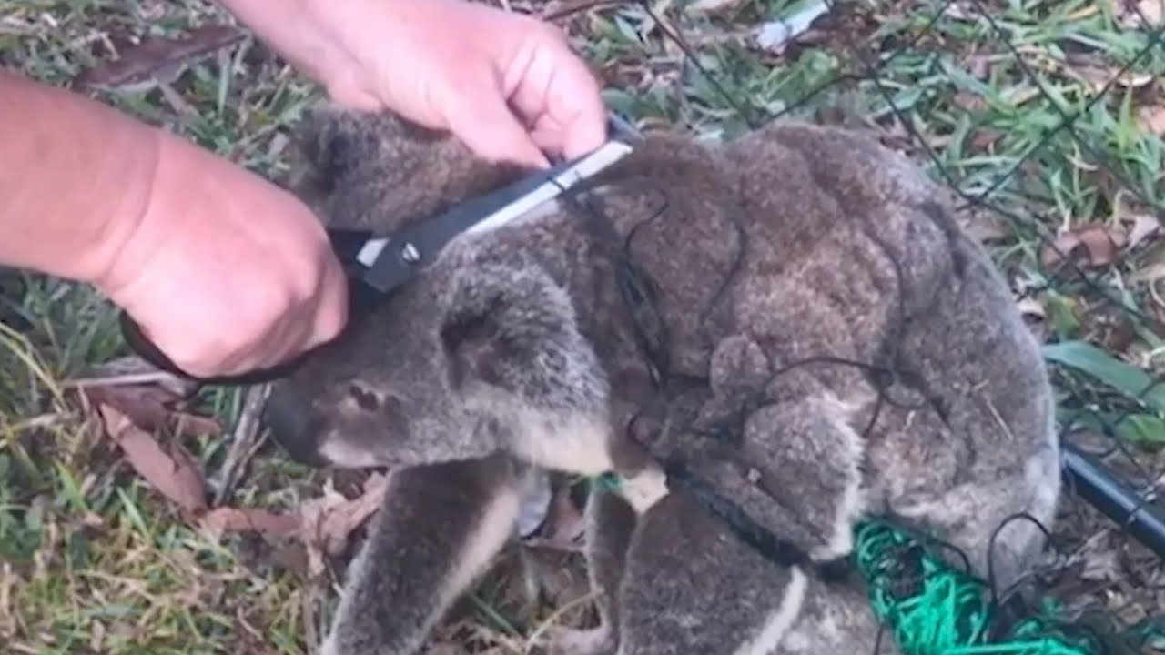 A mulher ajuda o coala e a reação dele não poderia ser mais fofa!