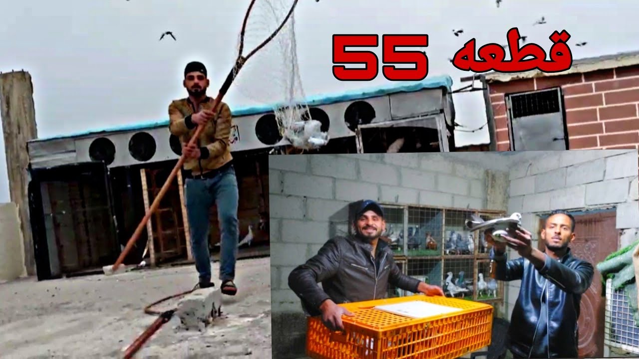 اجتنا قطعه حمام 55 طير نخب وحطتنا حلبي اسود وخطيتو