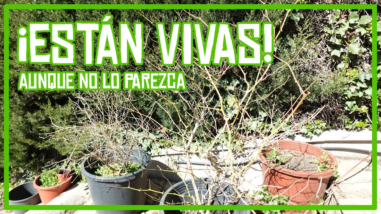 Los CHILES aguantaron OTRO INVIERNO ❄