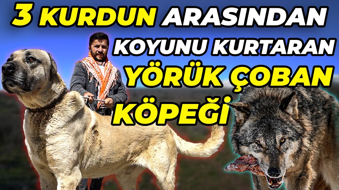 70 Yıllık Köpek Soyları: YÖRÜK ÇOBAN KÖPEKLERİ - Musa Kayış'ın Devasa Yörük Çoban Köpekleri