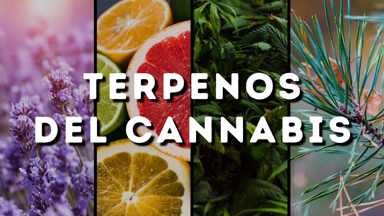 TERPENOS De CANNABIS - Para que sirven los Terpenos