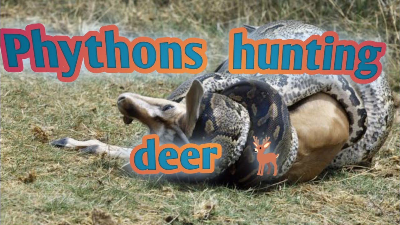 Information about the Phythons 🥺🥺