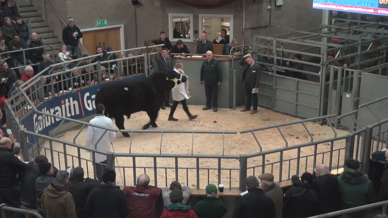 Aberdeen Angus complete Sale at Stirling February 6th 2023