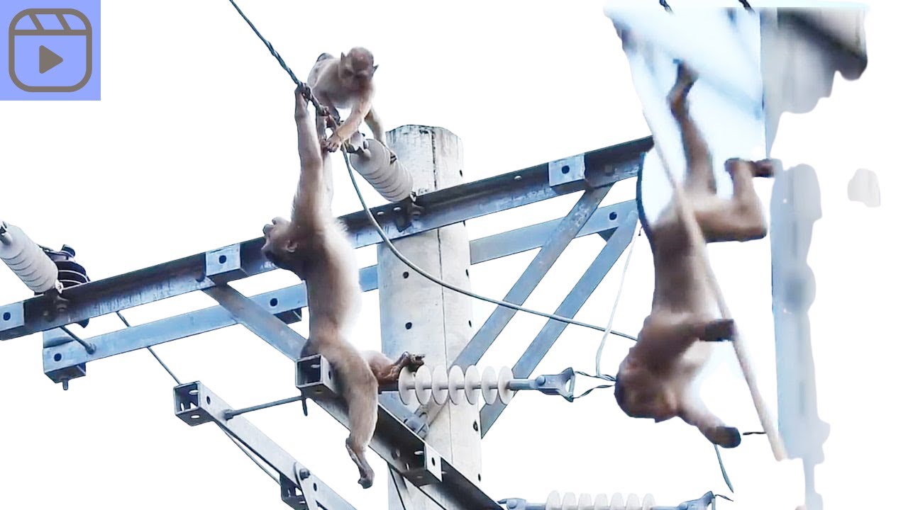 Compilation Of Electrocuted Animals