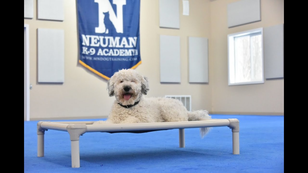 Tuna (Spanish Water Dog) Puppy Camp Dog Training Video Demonstration
