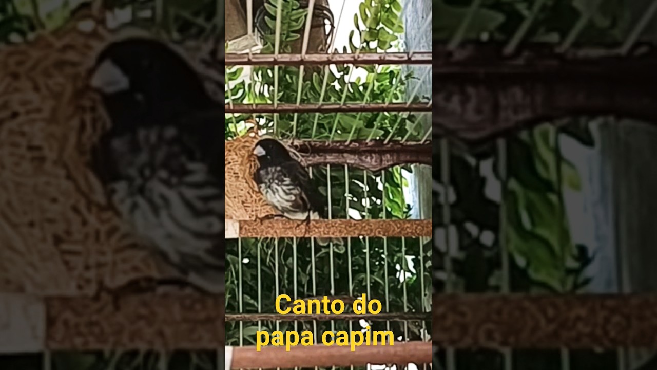 Canto do Papa capim Cantando Melodia Pura #papacapimcantando #cantodopapacapim