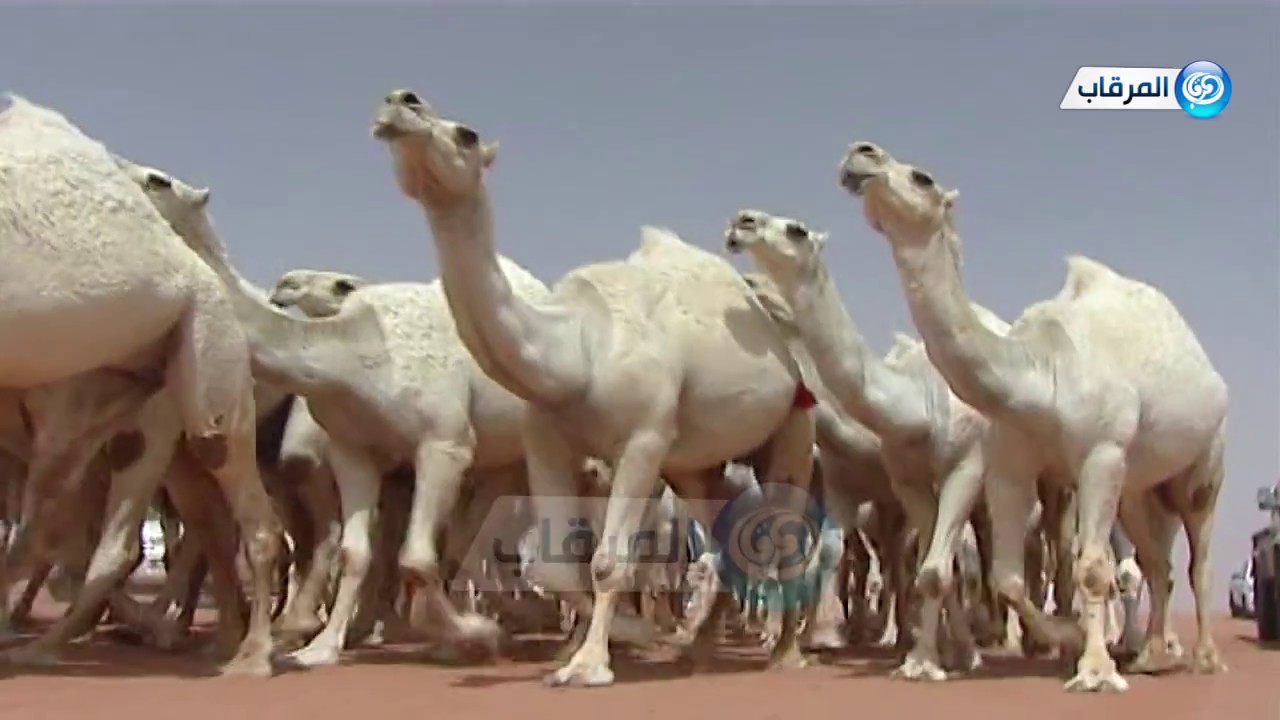 مسيرة منقية نشاء ناشي العتيبي 1438هـ
