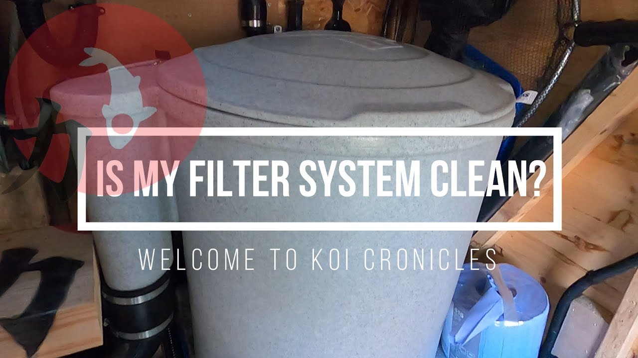 Is My Koi Pond Filtering System Clean? **You Decide**   Garden Fish