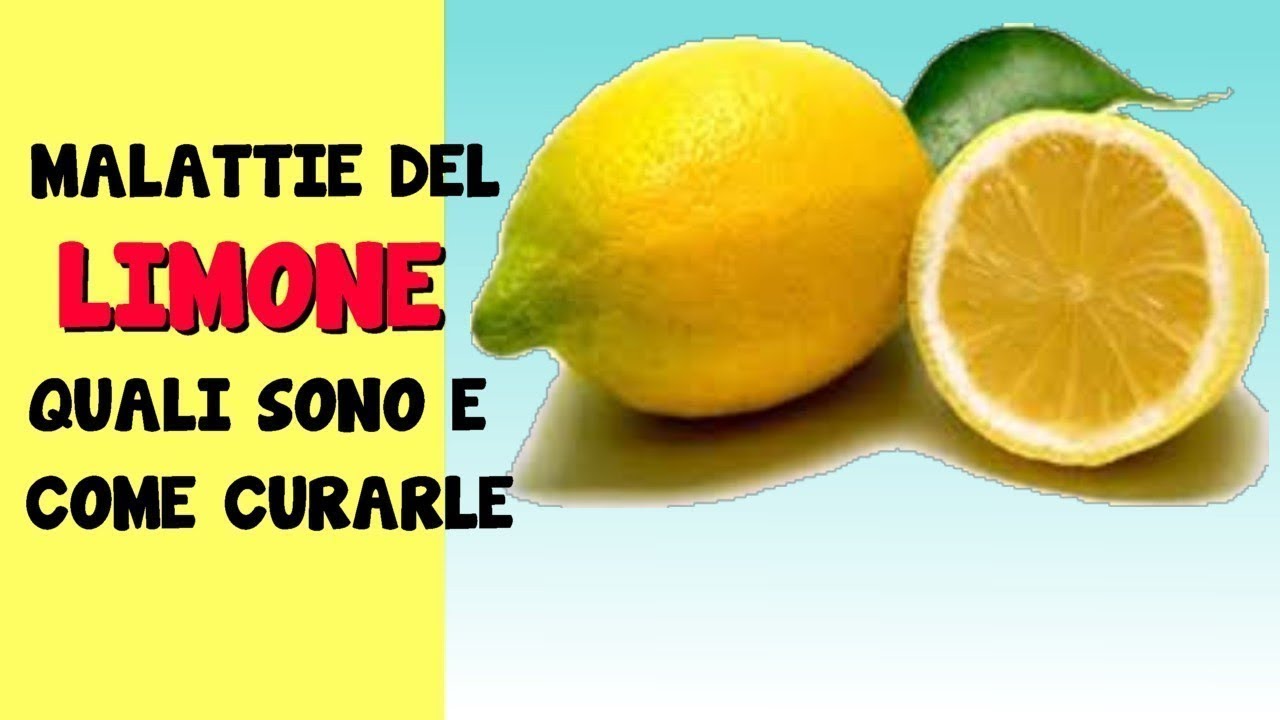 LE MALATTIE DEL LIMONE QUALI SONO E COME CURARLE