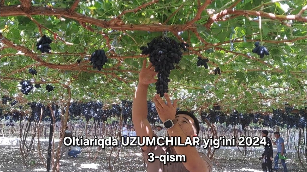 Oltiariqda uzumchi bog'bonlar yig'ilishi va ekskursiya. (10 gektarlik uzum bog') 3-qism