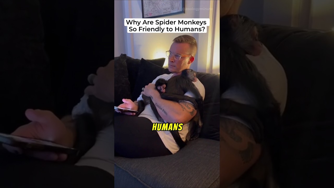 Why Are Spider Monkeys So FRIENDLY With Humans?