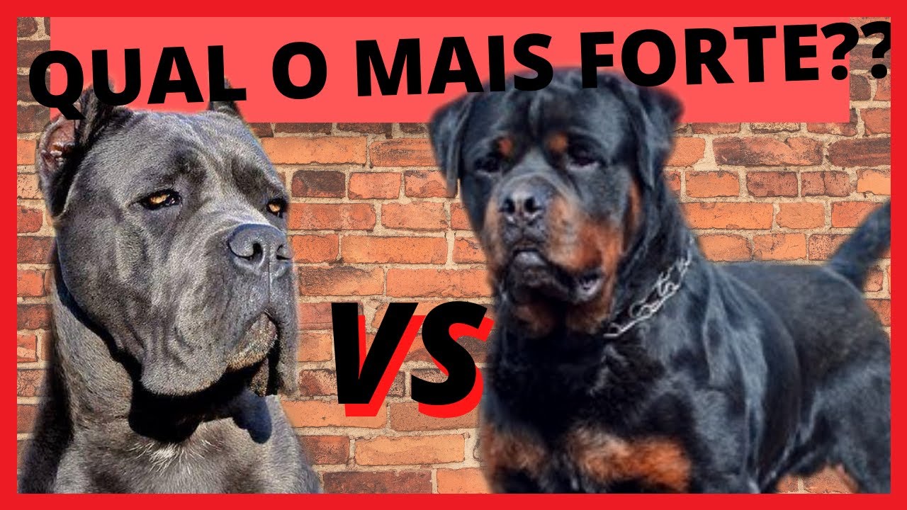 ROTTWEILER VS CANE CORSO QUAL O MAIS FORTE??