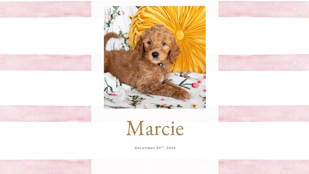 Marcie's Temperament Evaluation 