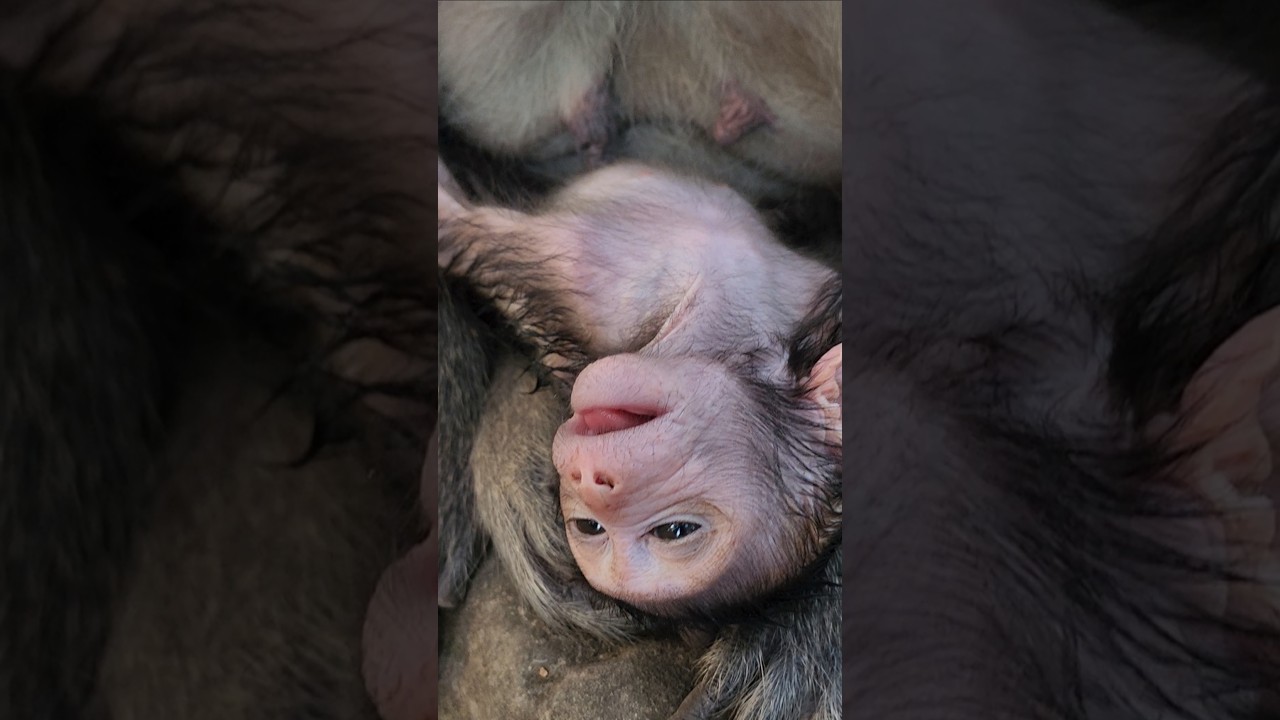 hmm! adorable lovely cutie baby monkey 🐒 Jagger deep sleep 