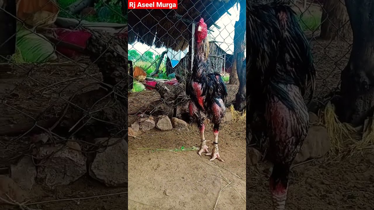 java aseel murga #short video 1 baji winner aseel murga 2022