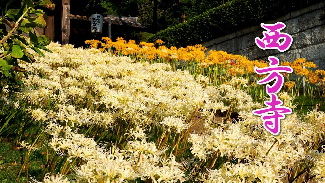 YOKOHAMA.Cluster‐amaryllis at Saiho-ji Temple.彼岸花 #4K