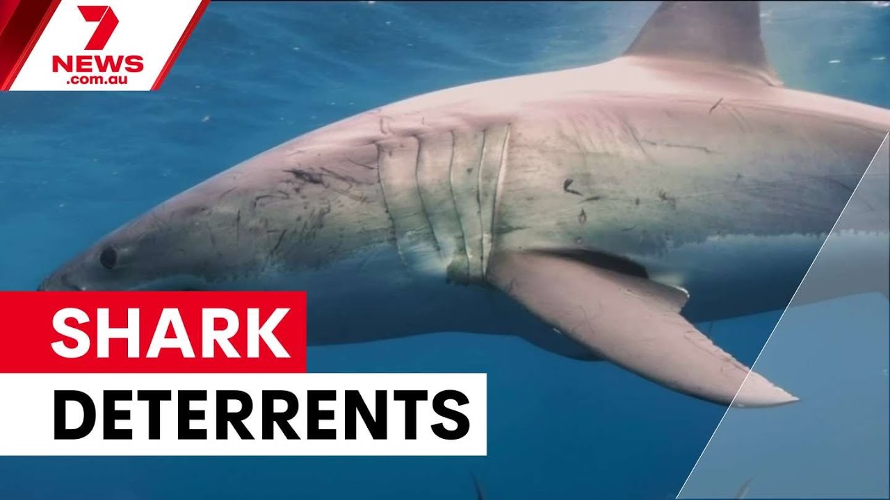 Shark deterrent products lack safety standards | 7NEWS