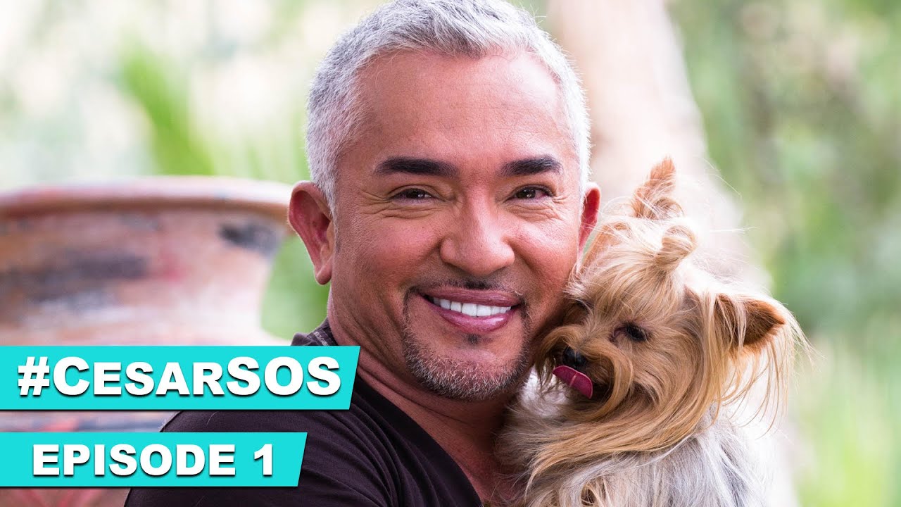Cesar Millan Helps Missy Elliott with Her Over Excited Dogs #CesarSOS