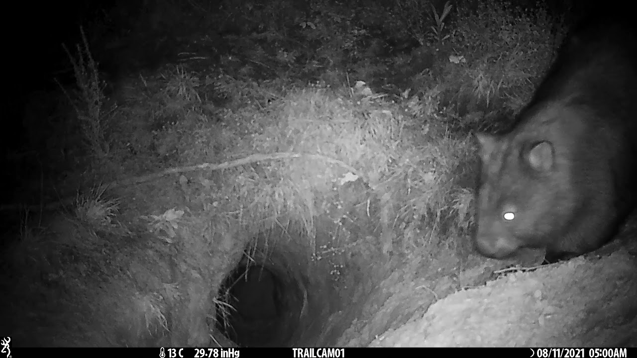 fox and wombat