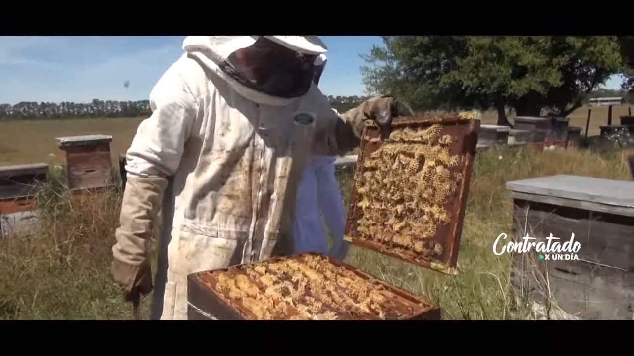 Roberto Funes Ugarte se ANIMÓ a TRABAJAR con las ABEJAS #ContratadoXunDía - Telefe Noticias