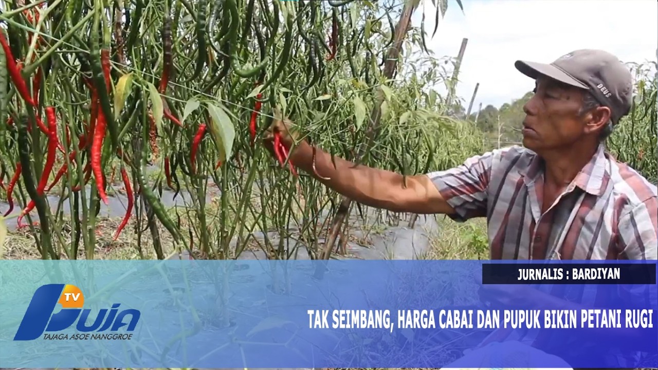 Tak Seimbang, Harga Cabai dan Pupuk Bikin Petani Rugi