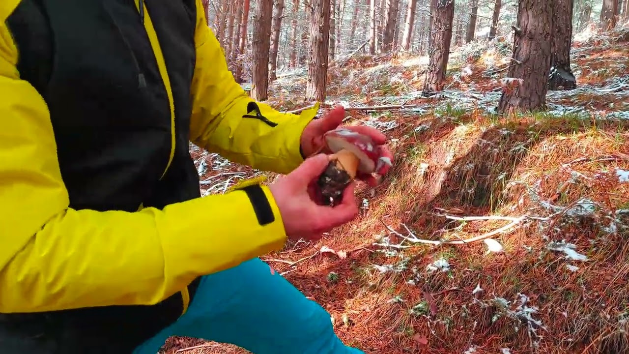 Boletus pinicola XXL bajo la nieve, robellones, pie azul y tricolomas (19/11/2022) 🍄