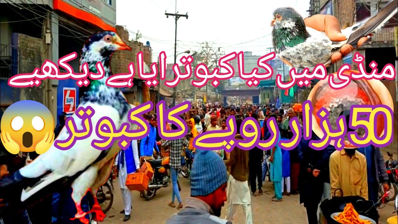 (100)Lahore Lari Adda kabootar Mandi Leasts Update Shakeel Ahmad birds market