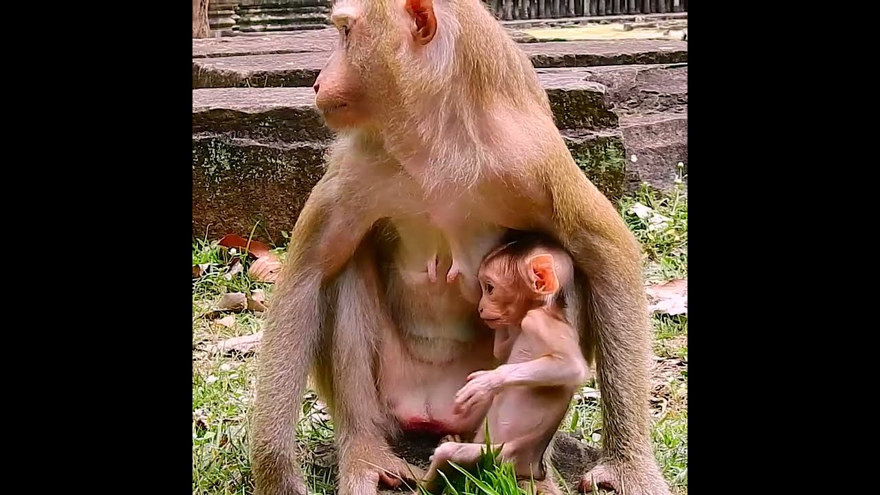 So cute tiny baby monkey living gentle mother